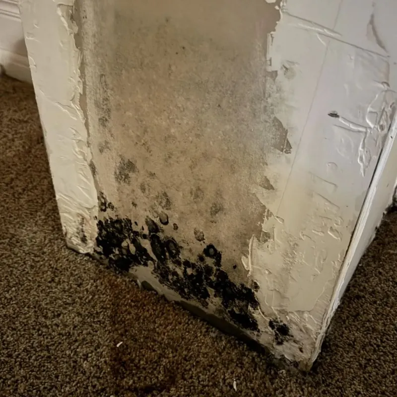 Professional Mold Removal in Lucerne, CA